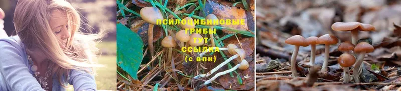 Галлюциногенные грибы GOLDEN TEACHER  цена   Звенигород 